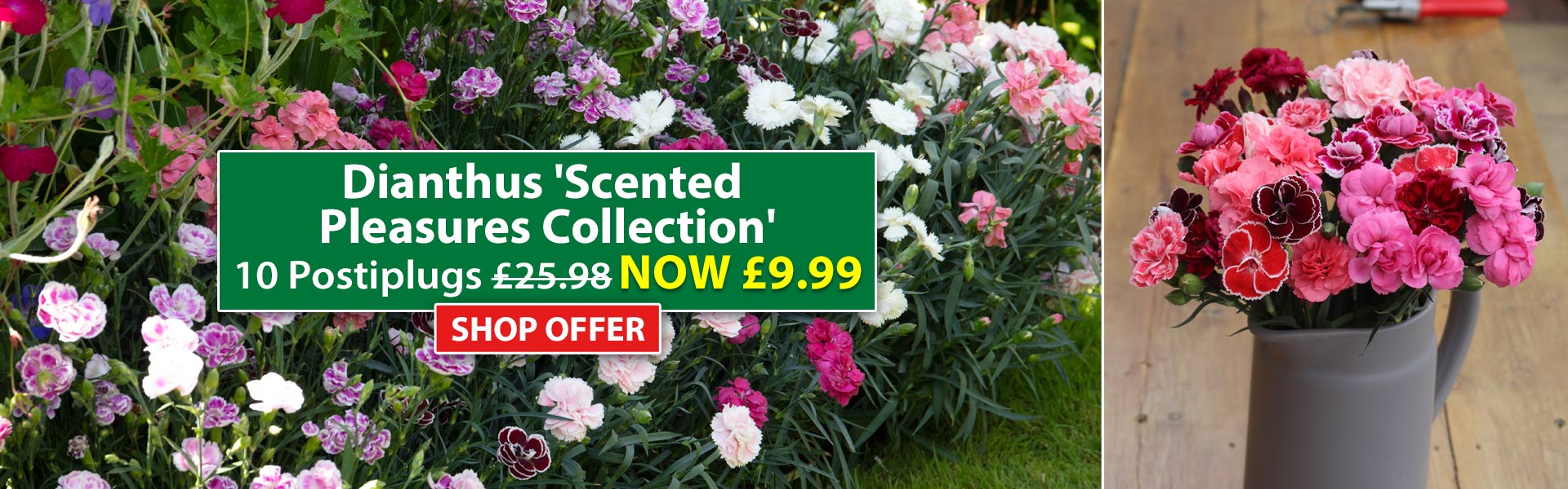 Dianthus 'Scented Pleasures Collection'