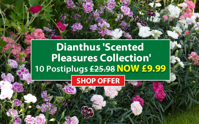 Dianthus 'Scented Pleasures Collection'