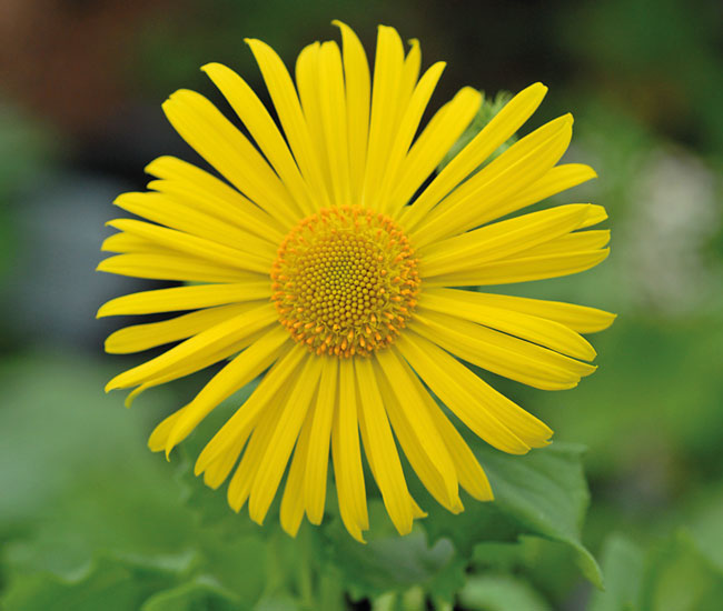 Doronicum 'Little Leo'