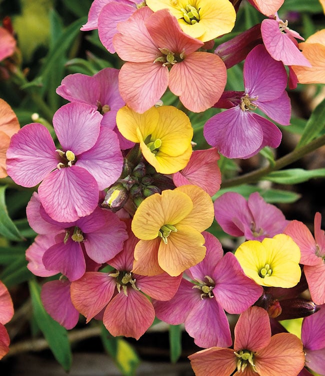 Erysimum 'Artist Paintbox'
