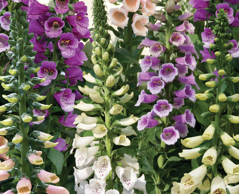 Foxglove 'Dalmatian Mixed'