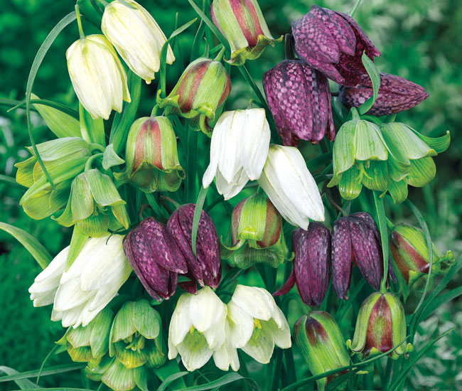 Fritillaria 'Spring Bells'