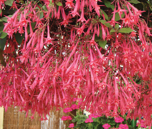 Fuchsia 'Eruption'