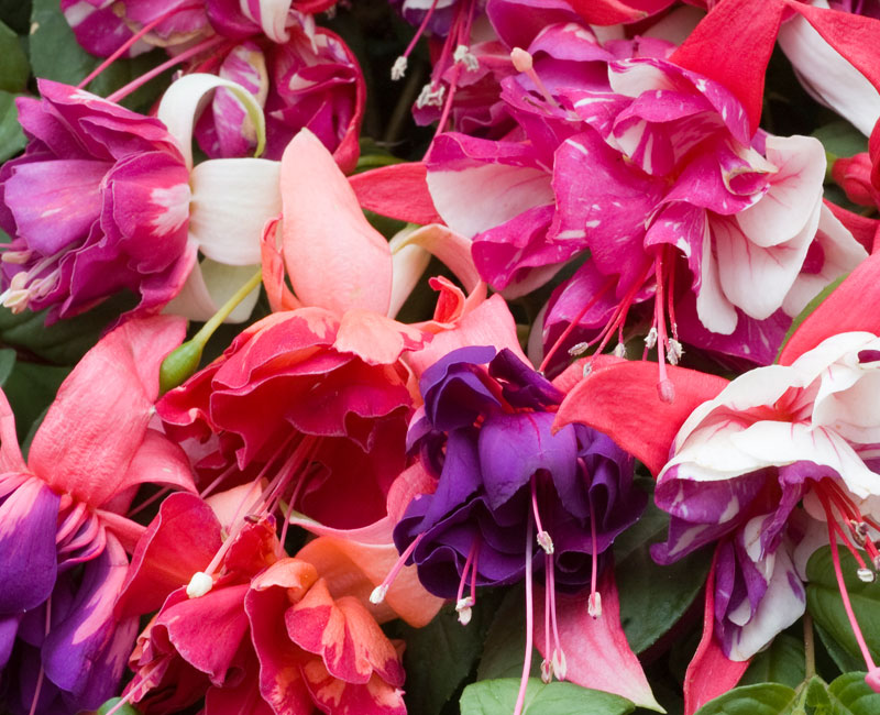 Fuchsia 'Giant Marbled' Collection