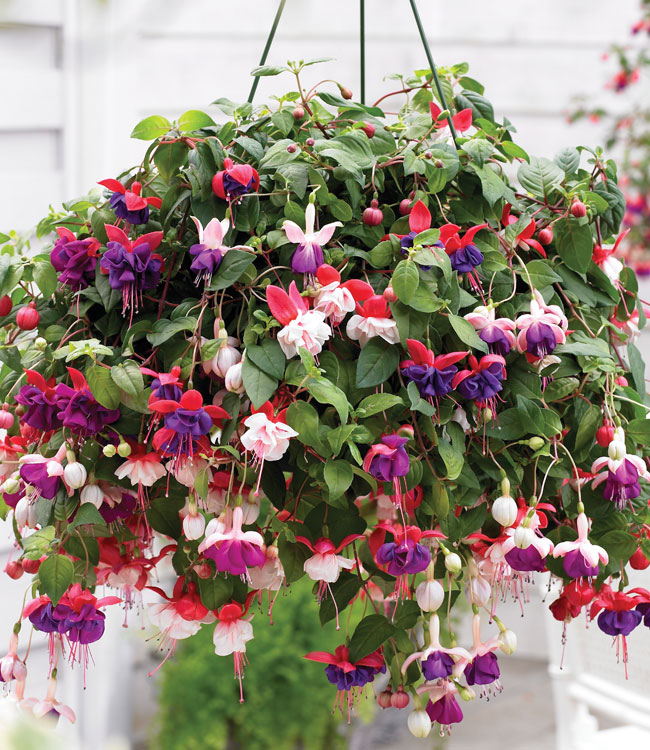 Fuchsia Trailing