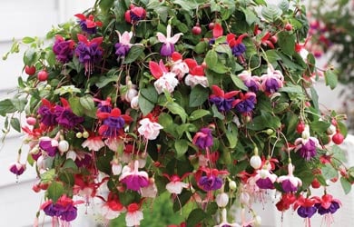 Fuchsia Trailing
