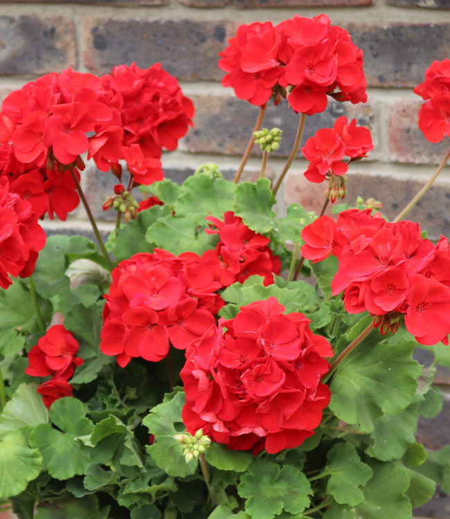 Geranium 'Grandeur Red'