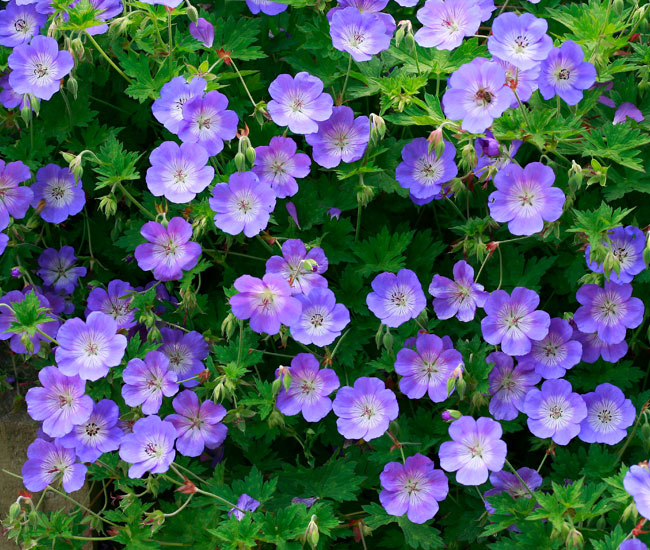 Geranium 'Rozanne'
