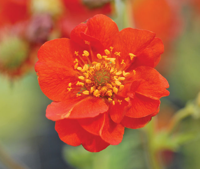 Geum 'Mrs J. Bradshaw'