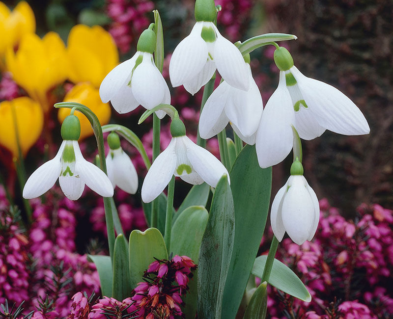 Giant Snowdrop