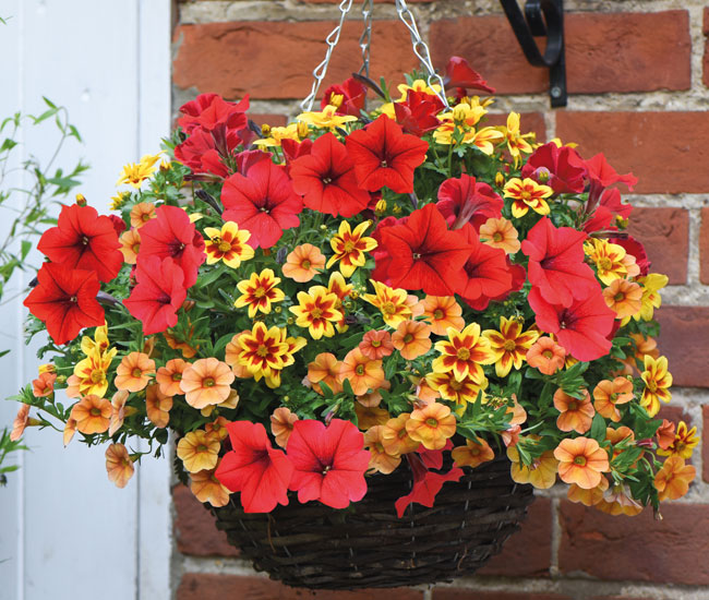 Hanging Basket Plants
