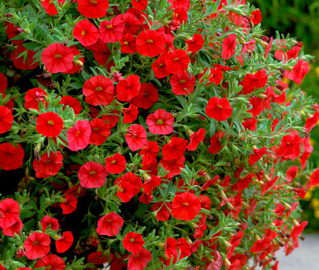 Hanging Basket Plants