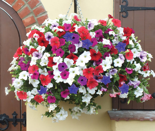 Hanging Basket Plants