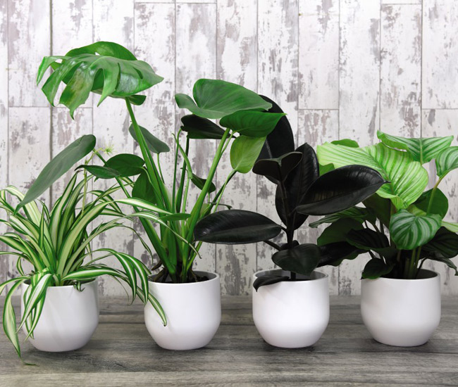 House Plants