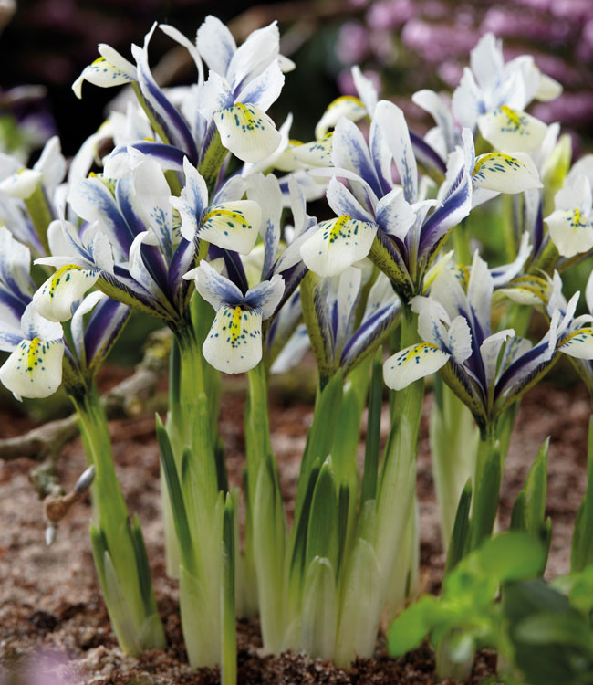 Iris 'Eyecatcher'