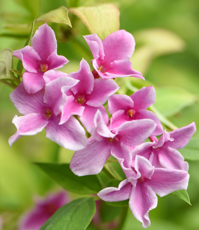 Jasminum 'Starry Starry Summer Scent'