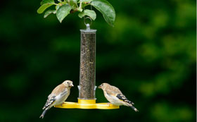 Niger Seed Feeders