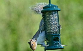 Seed Feeders