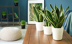 Air Purifying House Plants