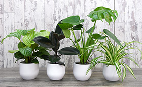 House Plants