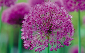 Allium Bulbs