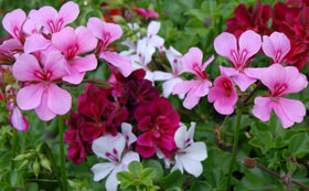 Annual Bedding Plants