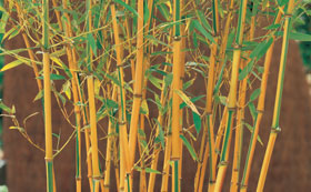 Bamboo Plants