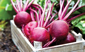 Beetroot & Chard Seeds