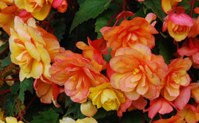 Begonia Tubers