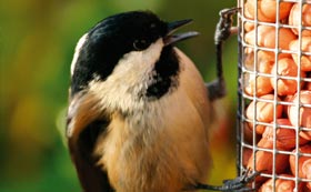 Bird Feeders