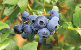 Blueberry Plants