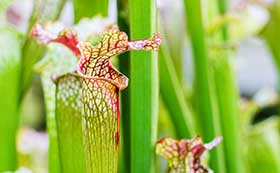 Carnivorous House Plants