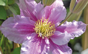 Clematis