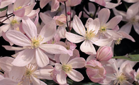 Climbing Plants