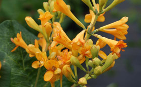 Climbing Plants