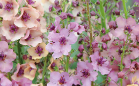 Cottage Garden Plants