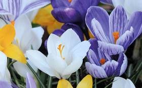 Crocus Bulbs