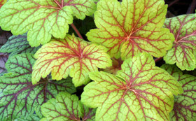 Foliage Plants