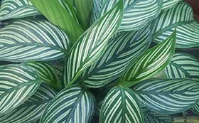 Foliage House Plants