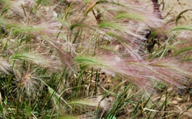 Ornamental Grasses