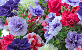 Hanging Basket Plants