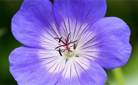 Hardy Geraniums