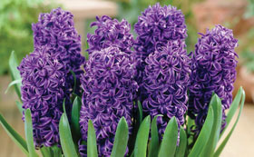 Hyacinth Bulbs