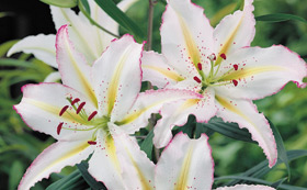 Lily Bulbs