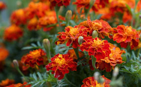 Marigold Seeds