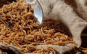 Mealworms