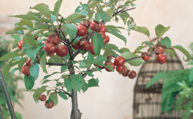 Dwarf Fruit Trees