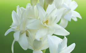 Other Flower Bulbs