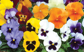 Pansies and Violas