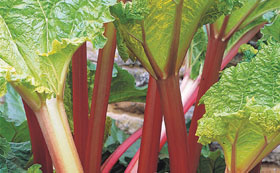 Rhubarb Crowns